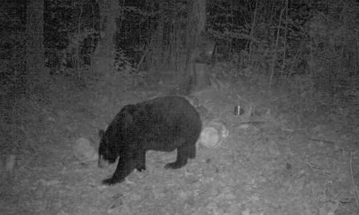 trail cam sow bear