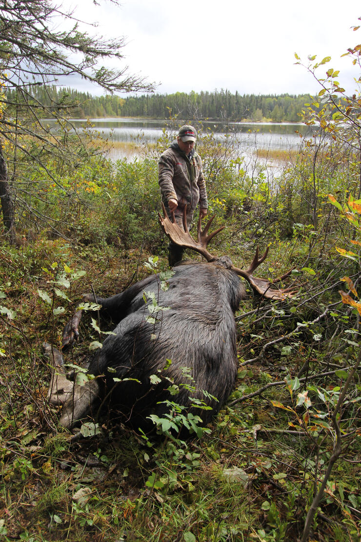 hunter with bull moose