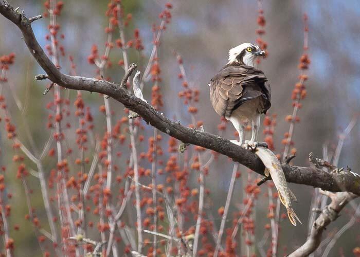 osprey