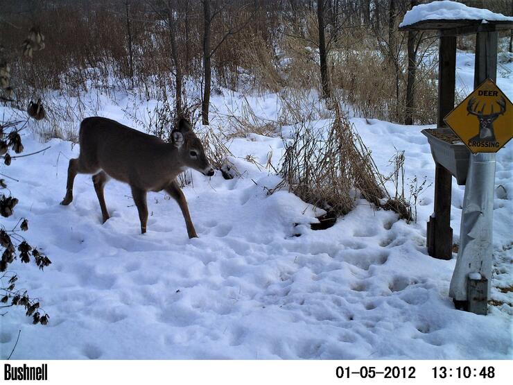 What to Feed Deer in Winter, and What NOT to Feed