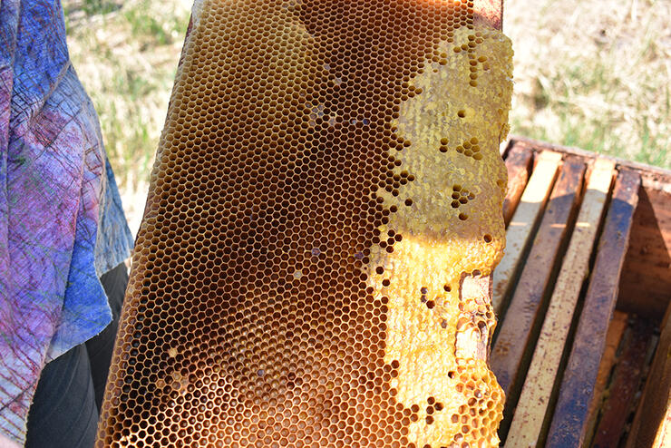 pearce-farms-bee-hives