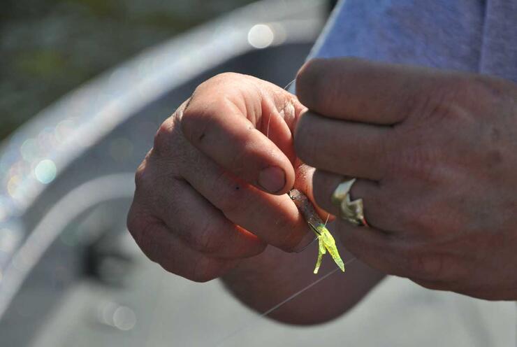 Perch Fishing in Ontario, Canada