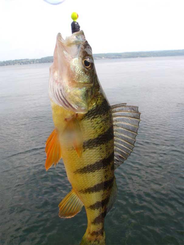 Perch fishing with live minnows and the T-Turn Bait Rig  Time to get into  those jumbo Lake Erie perch! I've got my 1A T-Turn Bait Rig set up (the one  designed