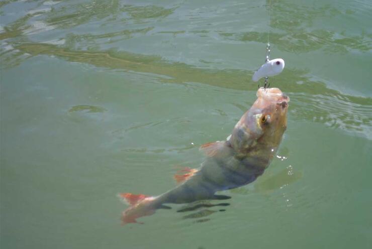 hooked ontario perch