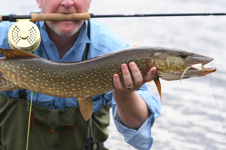 Tying a Leader for Pike on the Fly