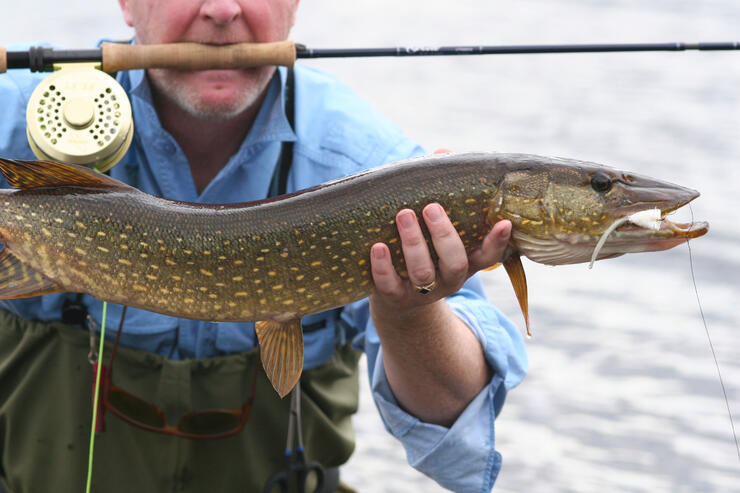 Ice Fishing Big Northern Pike Right in Our Backyard (Saskatchewan, Canada)  