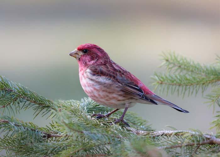 purple finch