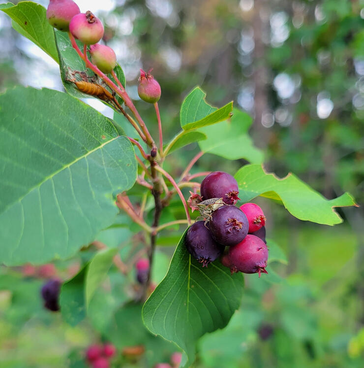 Ripening Saskatoon berries (Amelanchier alnifolia) near Dryden