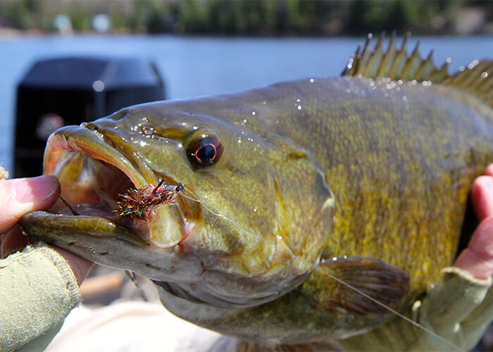 World Class Smallmouth Bass Fly Fishing