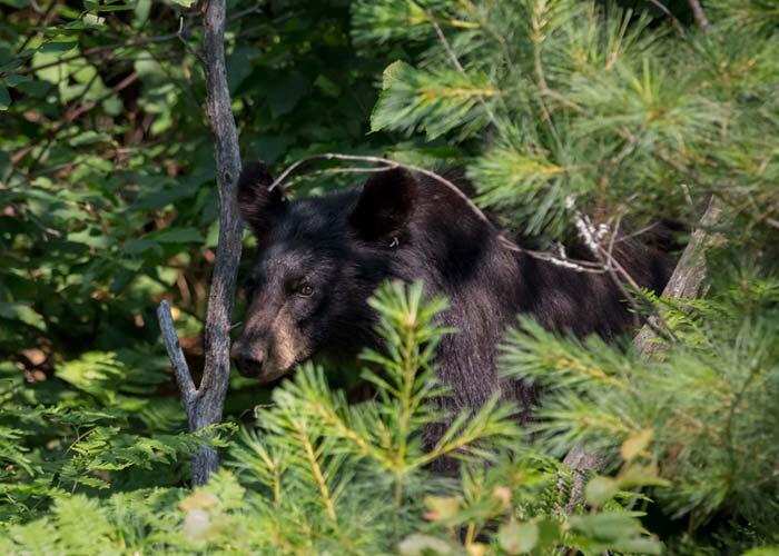 northern ontario black bear