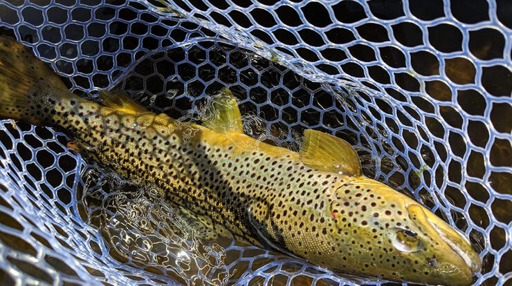 Fish in Net