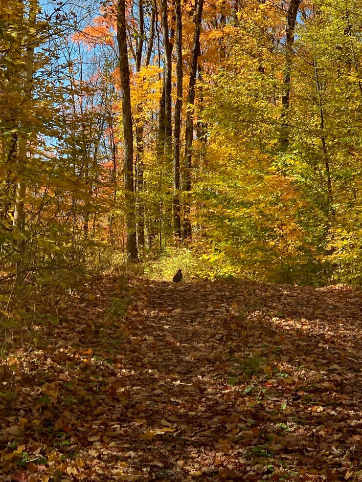 grouse-hunting-northern-ontario-8