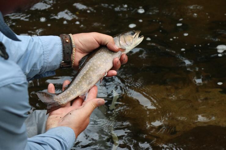 In Search of Solitude and Wild Brook Trout