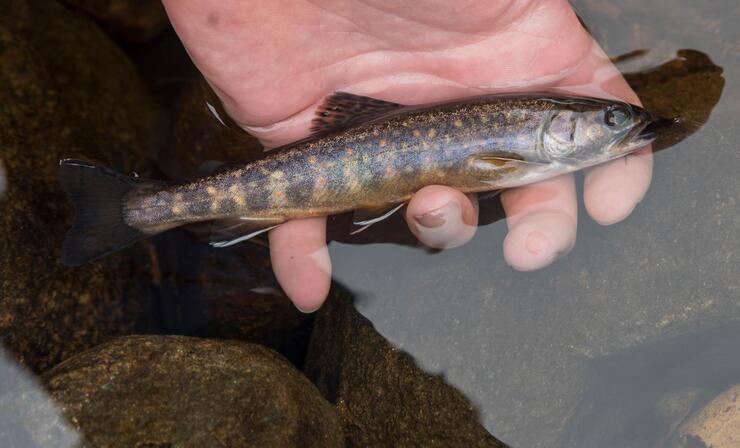 small brook trout