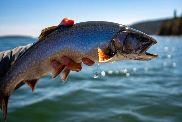 trout fishing nipigon