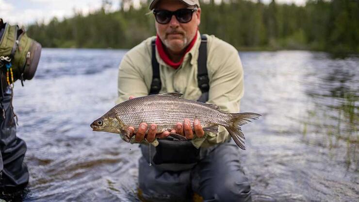 angler fishing whitefish