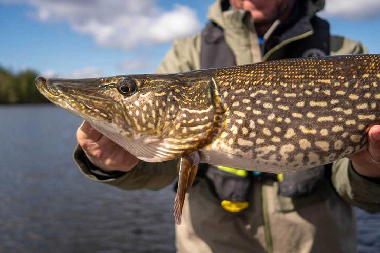 angler fishing for northern pike