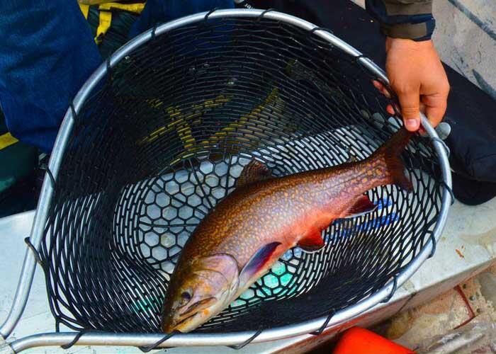 netted brook trout