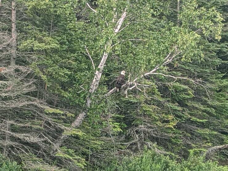 ontario wildlife bald eagle