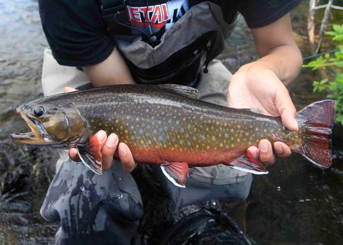 wild brook trout