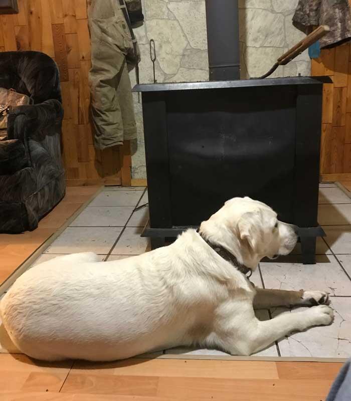 dog sitting in front of wood stove