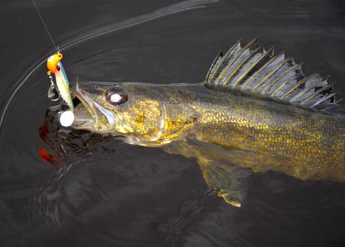 Opening Day for Walleye Fishing in Ontario