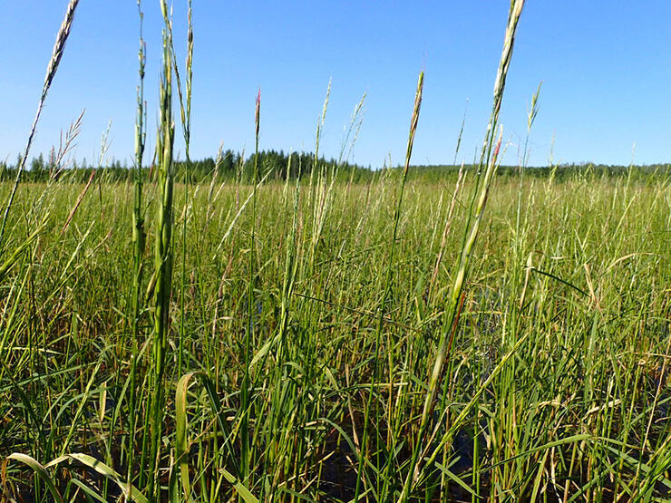 Northern Wild Rice (Zizania palustris) near Red Lake