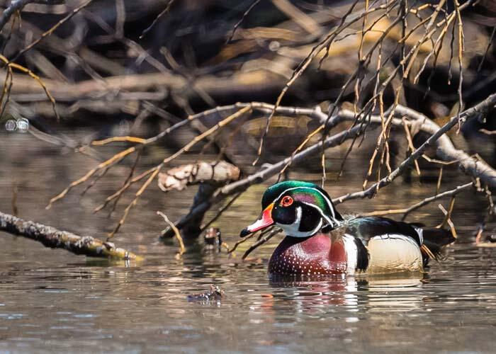 wood duck