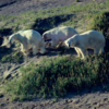 trip to sable island