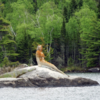 quetico trip reports