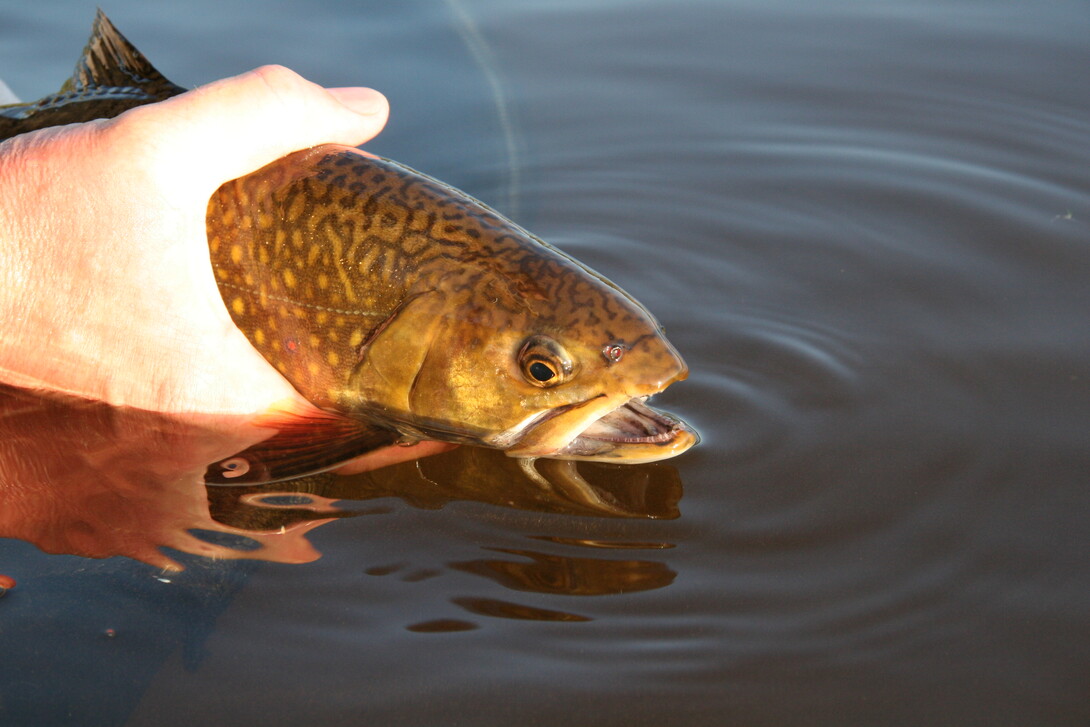 Top 10 Streamers for Northern Ontario Brook Trout