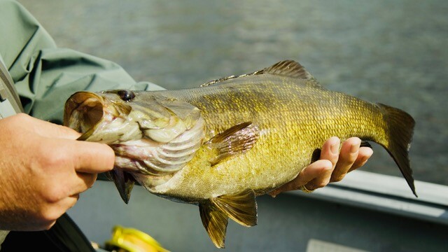 Big Smallmouth Bass: Branch's Seine River Lodge