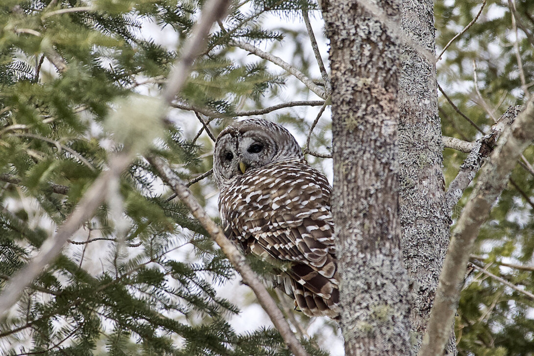 10 tips for surviving a winter night in the wilderness - New Mexico  Wildlife magazine