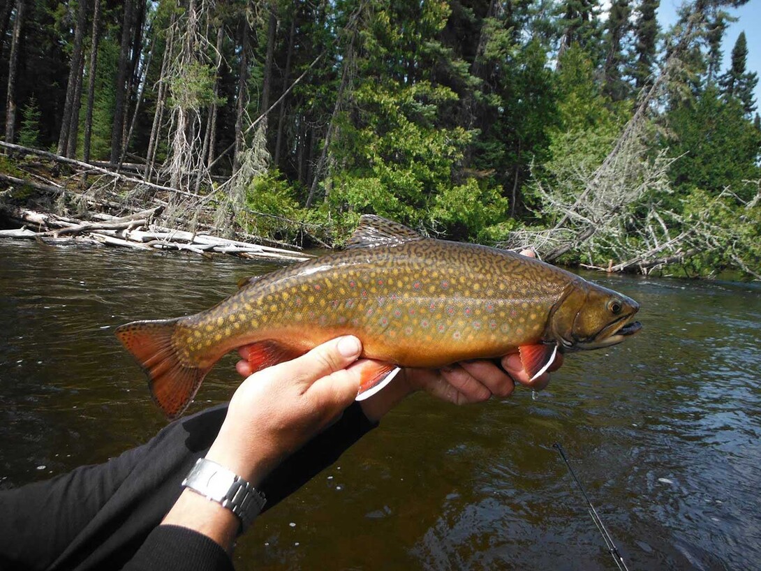 CRAZY Creek Fishing Adventure!!! NEW Spot LOADED with Fish 