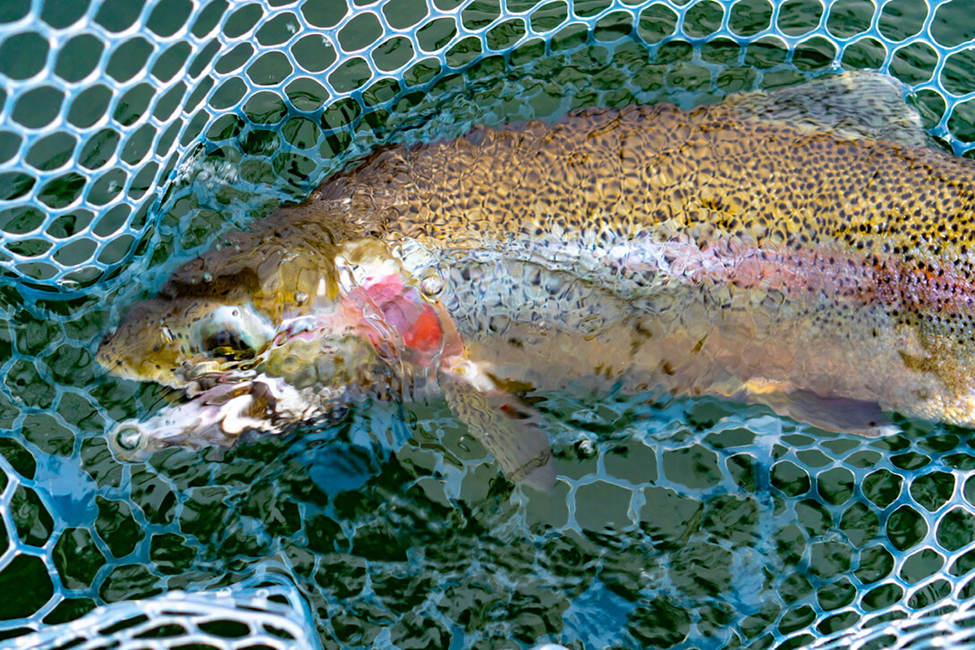 Black Leech Weighted - The Trout Spot