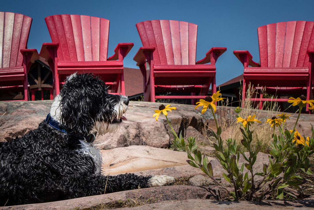 Thousand islands clearance dog resort