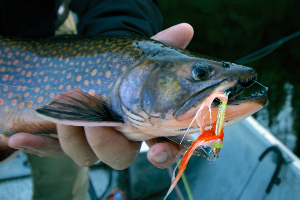 Targeting Brook Trout in Northern Ponds