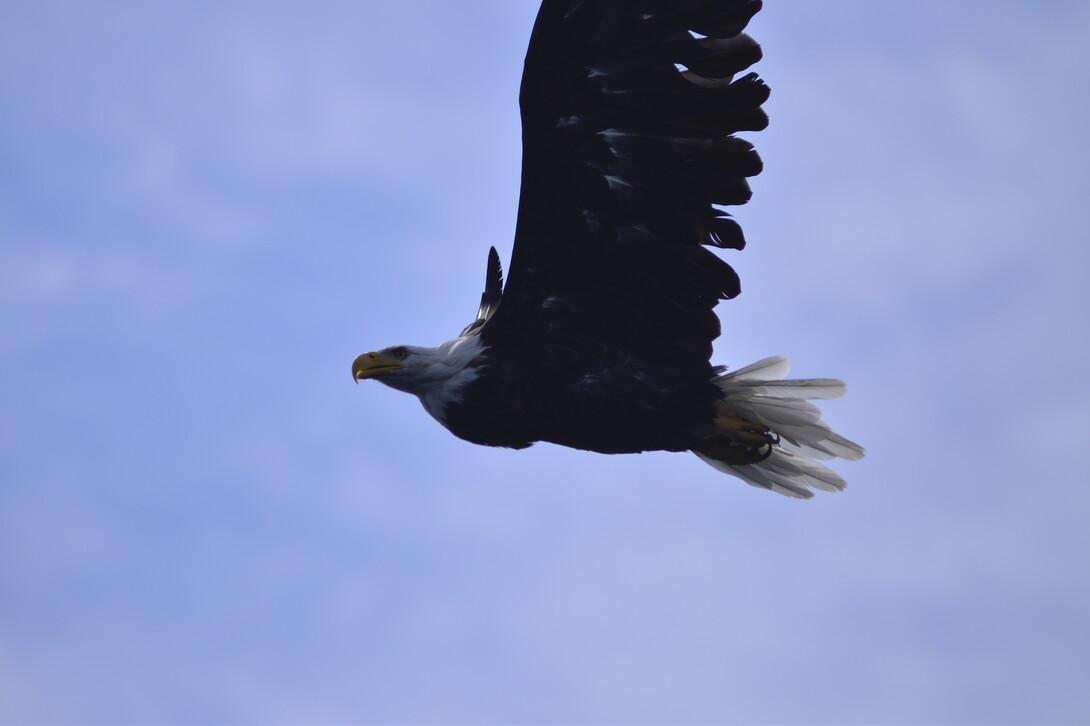 War Birds in Montgomery