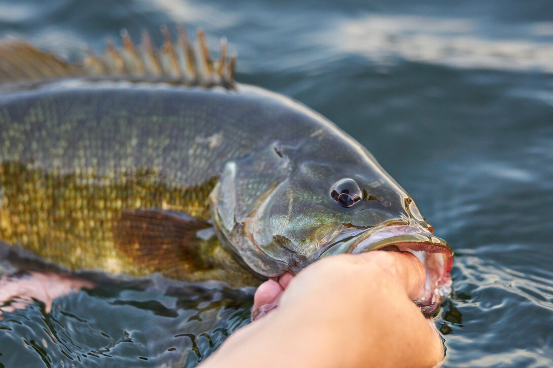 Do trout and rock bass compete for the same nesting sites in a