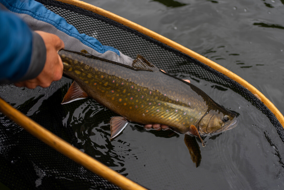 Techniques for River Lake Trout by Gord Ellis