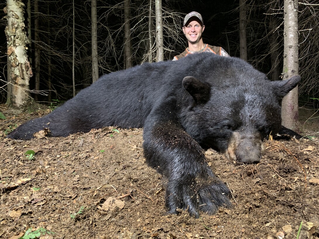 Hunting and Butchering Wild Black Bear