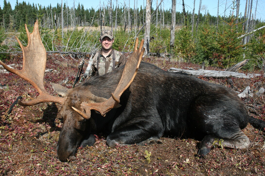 Worlds Biggest Moose