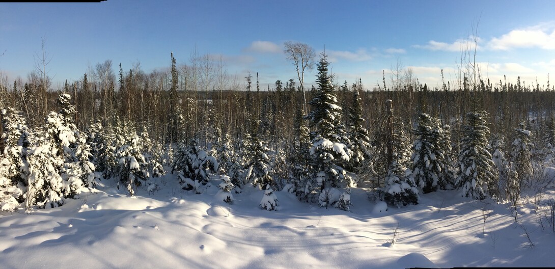 taiga landscape winter