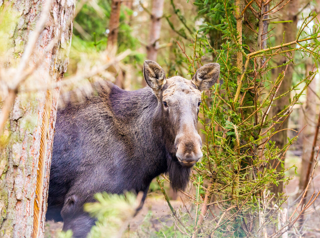 Do Moose Shed Their Antlers Annually: The Fascinating Truth