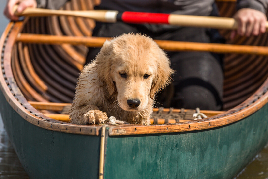 What You Need to Know Before Kayaking with a Dog