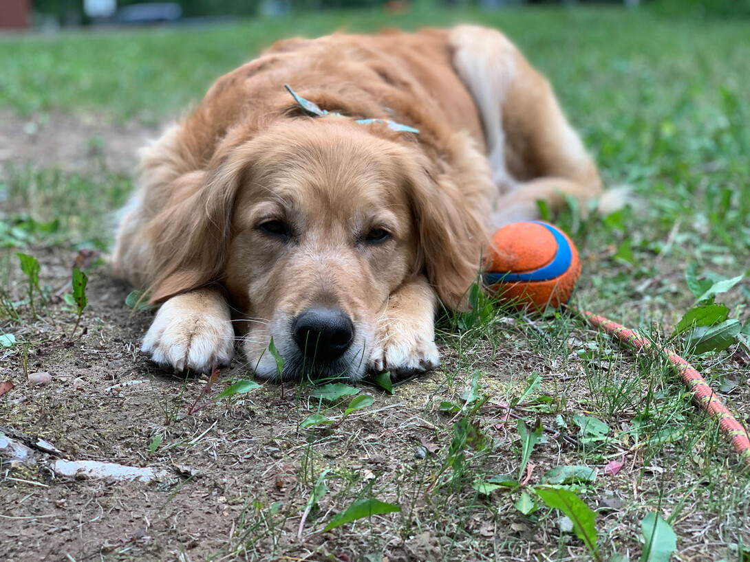 Dogs can go to a RockHounds game next month