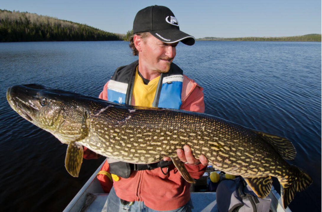 Procedure of Pike Fishing in Special Trap Stock Image - Image of