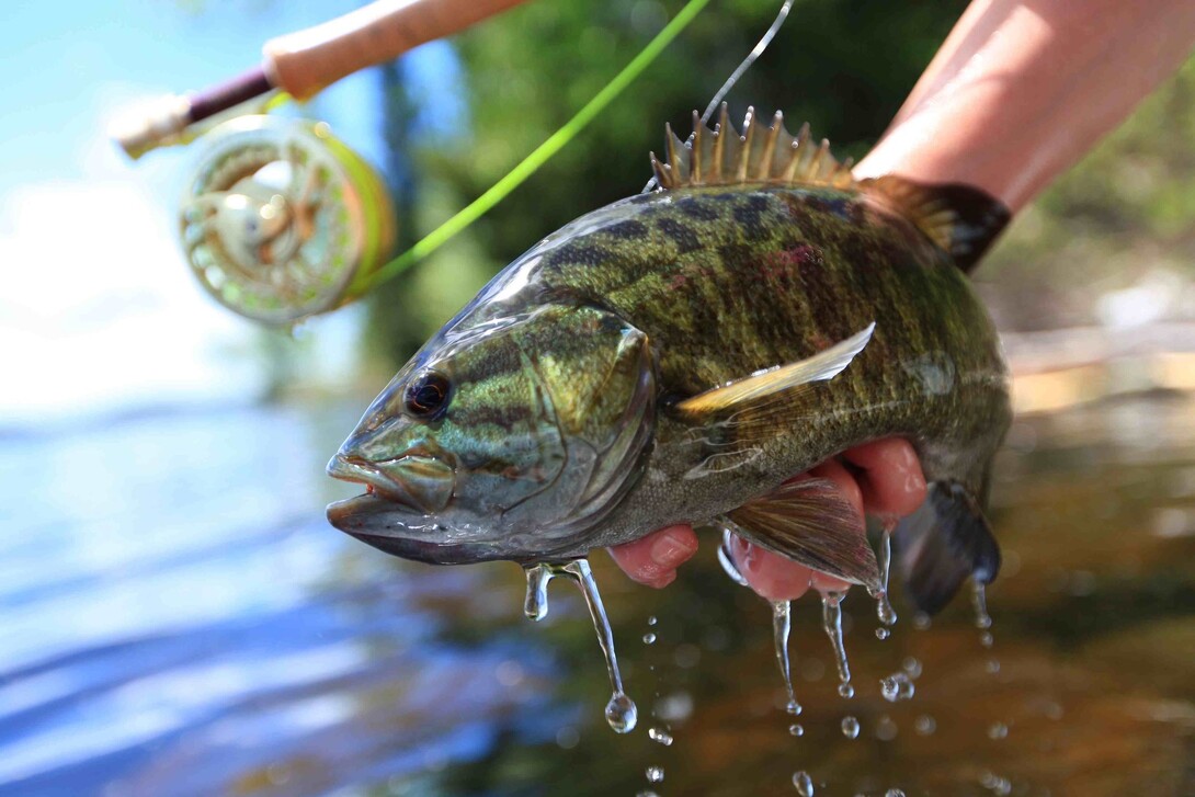 Tips from a Smallmouth Fanatic: Springtime is Primetime for