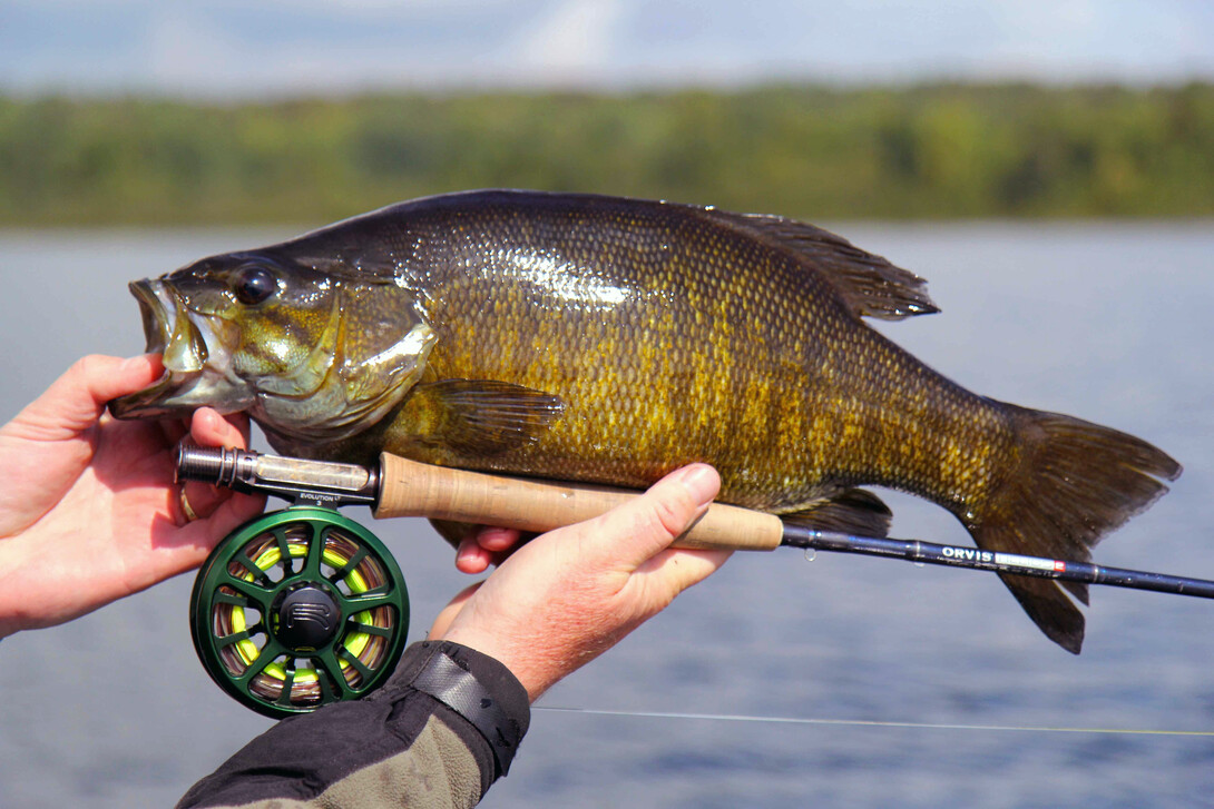 Fall Fly Fishing for BIG Smallmouth Bass 