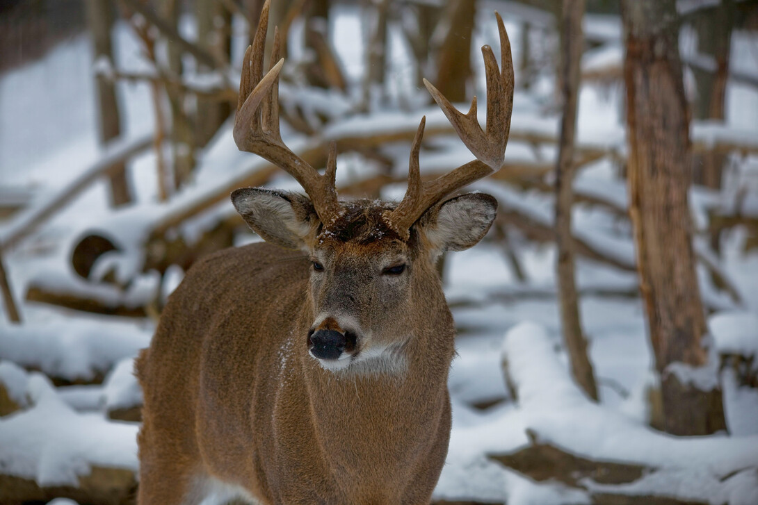 Hunting Whitetail Deer: Innovative Techniques for Any Situation [Book]